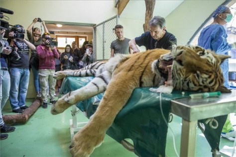 Saját őssejtjeivel segítettek a Szegedi Vadaspark tigrisén