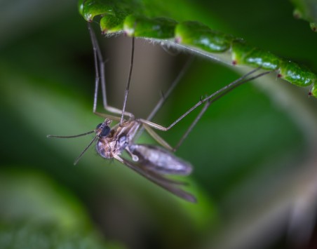 Csongrád megyében kedden irtják a szúnyogokat 
