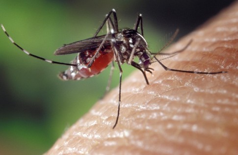 Győr környékén a héten irtják a szúnyogokat